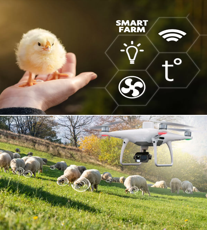 畜牧业 AI (RTLS) 智慧运营